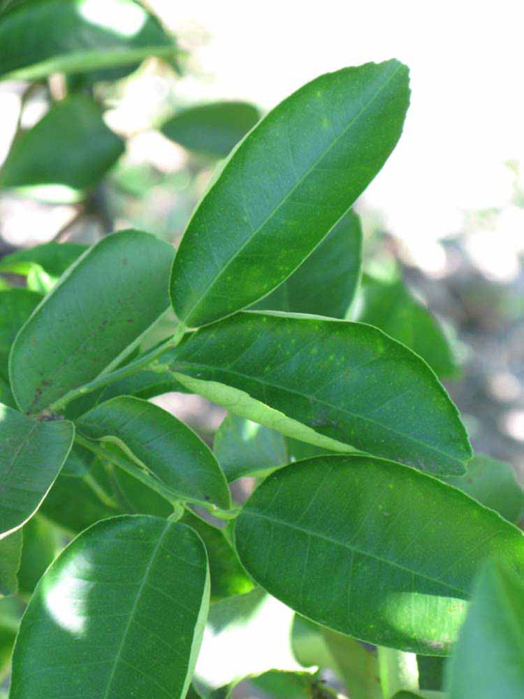              Shade leaves (Winter Haven, FL)       